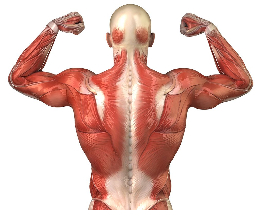 Muscle
